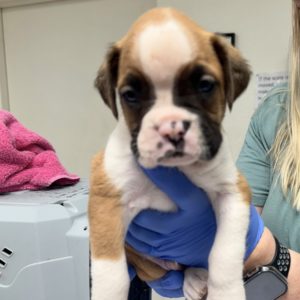 Picture of Tyson