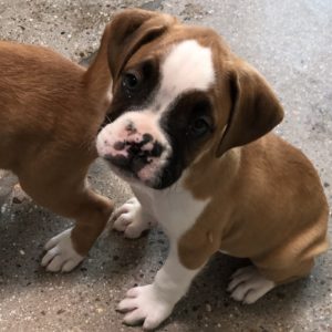 Picture of Tyson