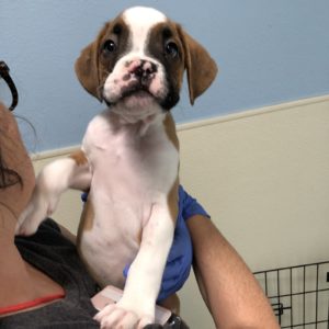 Picture of Tyson