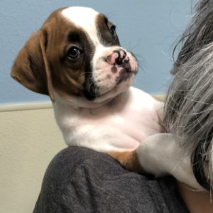Picture of Tyson