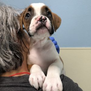 Picture of Tyson