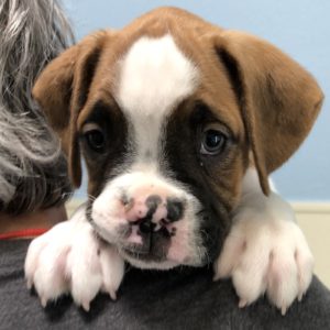 Picture of Tyson
