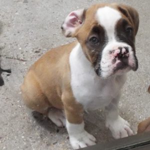Picture of Tyson