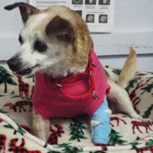 Picture of Winnie