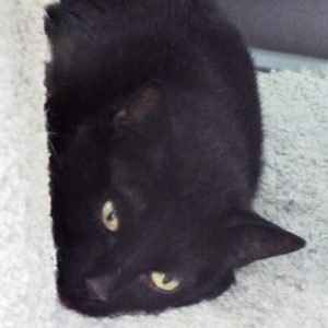 Picture of Binx