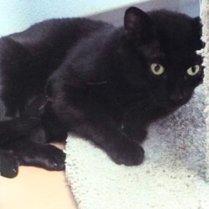 Picture of Binx