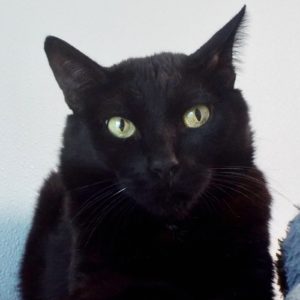 Picture of Binx