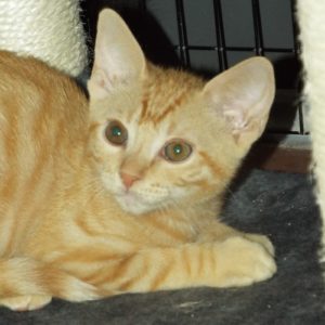 Picture of Brouhaha