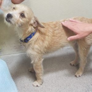 Picture of Buttercup