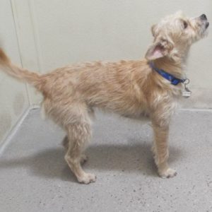 Picture of Buttercup