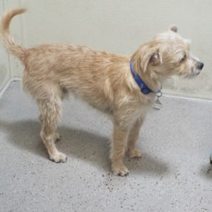 Picture of Buttercup