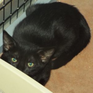 Picture of Calamity