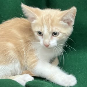 Picture of Cantaloupe