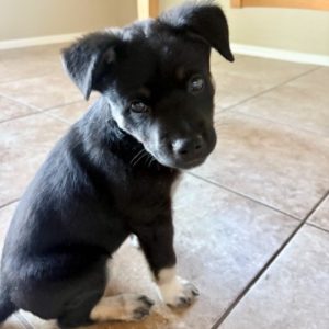 Picture of Cashew