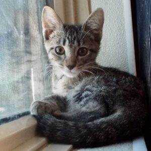 Picture of Cashmere