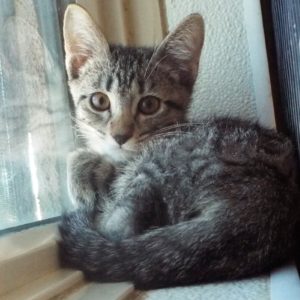 Picture of Cashmere