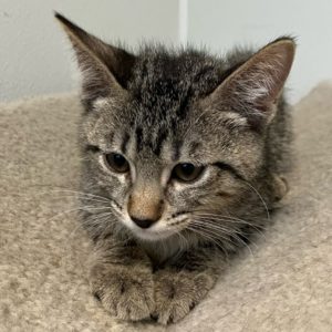 Picture of Cashmere