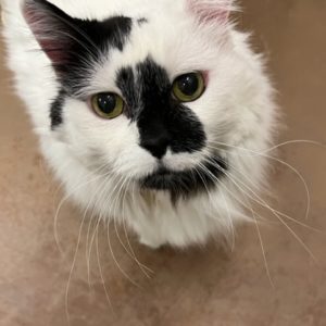 Picture of Checkers