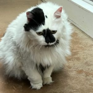 Picture of Checkers