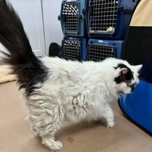 Picture of Checkers