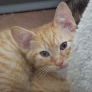 Picture of Chippendale