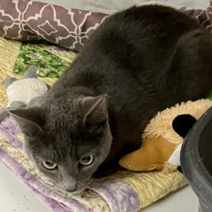 Picture of Cinder