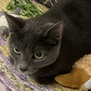 Picture of Cinder
