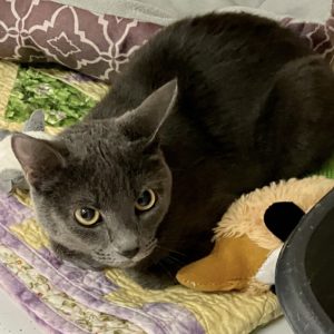 Picture of Cinder