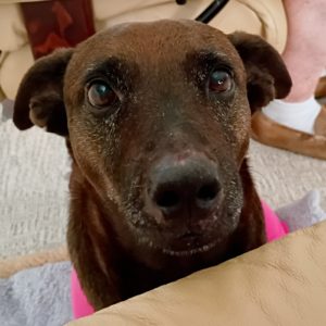 Picture of Coco