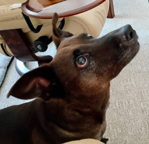 Picture of Coco