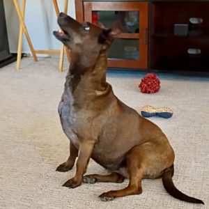 Picture of Coco