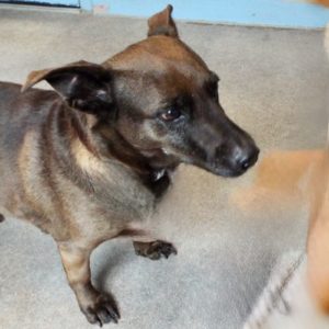 Picture of Coco