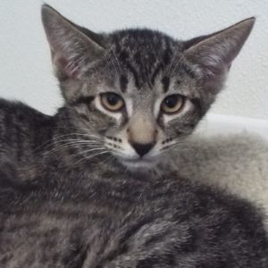 Picture of Corduroy