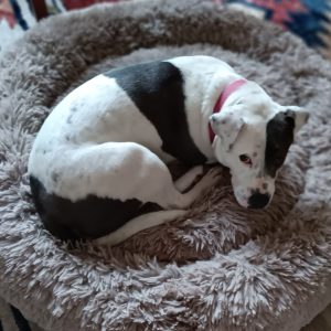 Picture of Delilah