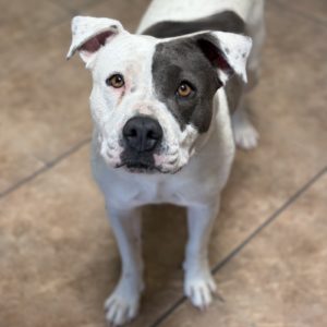 Picture of Delilah