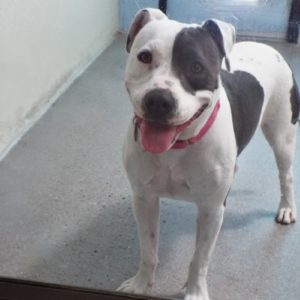Picture of Delilah