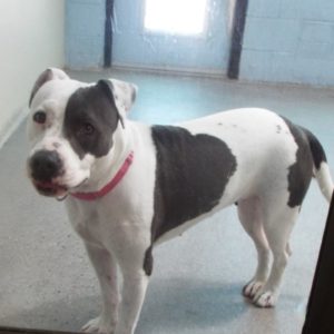 Picture of Delilah