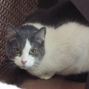 Picture of Dex (R.B.)