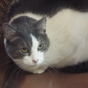 Picture of Dex (R.B.)