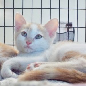 Picture of Honeydew