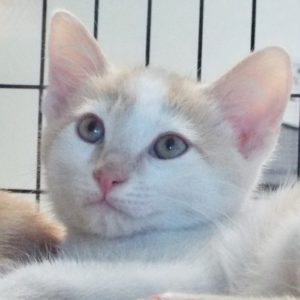 Picture of Honeydew