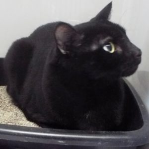 Picture of Jax