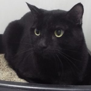 Picture of Jax
