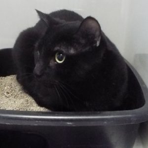 Picture of Jax
