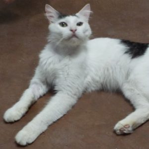 Picture of Kao