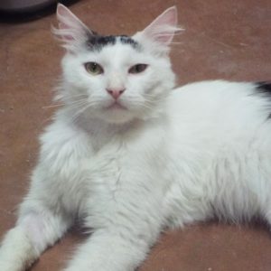Picture of Kao