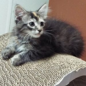 Picture of Ladybug