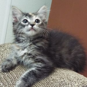 Picture of Ladybug