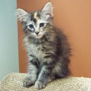 Picture of Ladybug