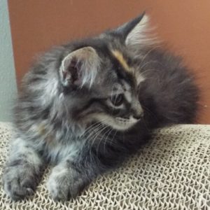 Picture of Ladybug